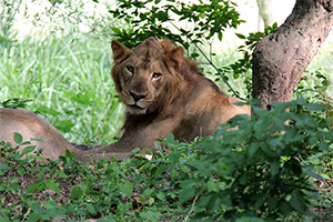 Bannergatta National Park